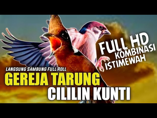 KOMBINASI HD‼️GEREJA TARUNG SAMBUNG CILILIN JERNIH || MASTERAN GEREJA TARUNG VS CILILIN PANJANG class=