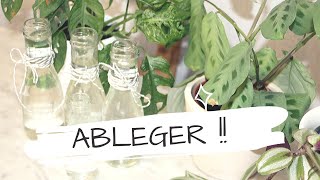 Ableger schneiden | Pflanzen vermehren