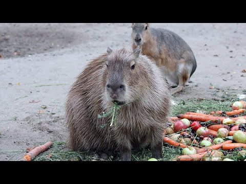 Капибары из Московского зоопарка угостились в жару полезным мороженым