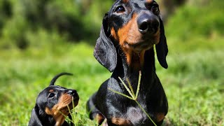 The Pups go outside for the first time