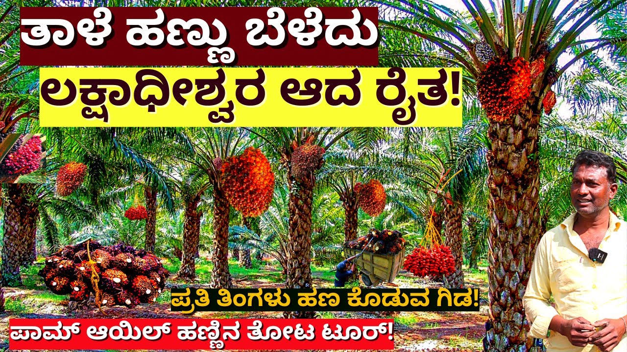 FARM TOUR-"ಪಾಮ್ ಆಯಿಲ್ ಗೆ ಬೇಕಾದ ತಾಳೆ ಹಣ್ಣು ಬೆಳೆದು ಲಕ್ಷಗಟ್ಟಲೆ ದುಡಿದ ರೈತ!"-Lotageri Beeranna Palm Farm