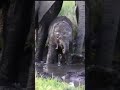 #Shorts Funny Baby Elephant Swinging It&#39;s Trunk!