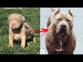 Im a big kid now cute baby animals to adult  dogs glow up compilation