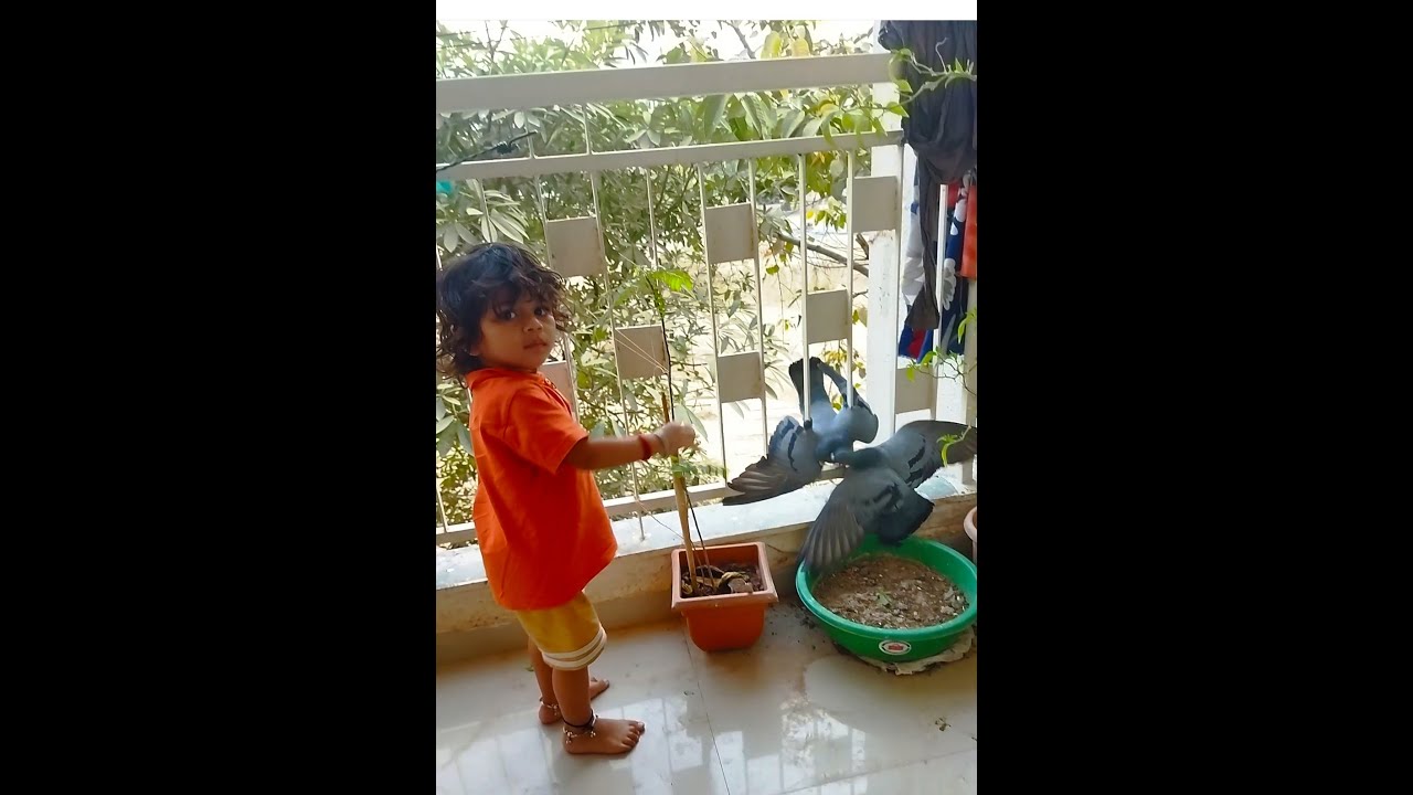 Birds fighting/pigeons fight/unstoppable birds fighting