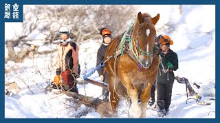 【探訪】「イオルの森」優しく守る馬搬の力