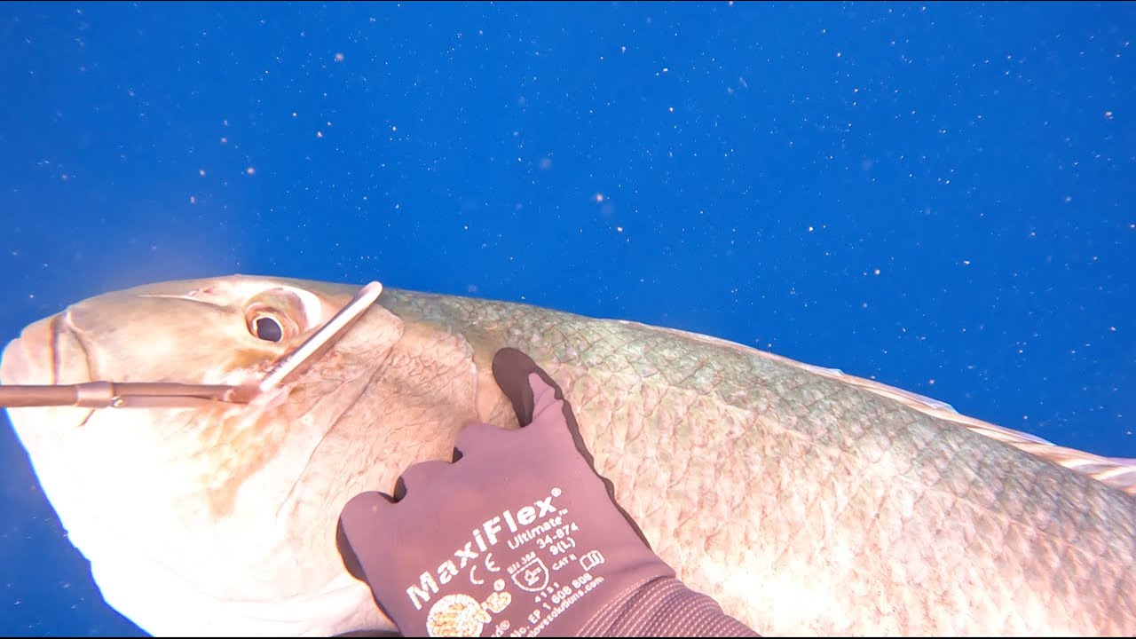 Spearfishing Hawai'i: All about Uku Pt.3