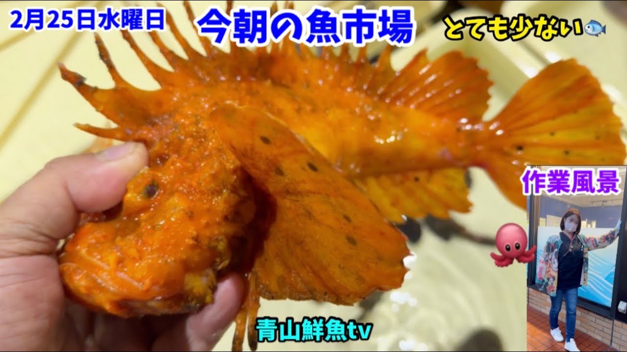 【少ない】今朝の魚市場2月25日水曜日の水揚げ状況