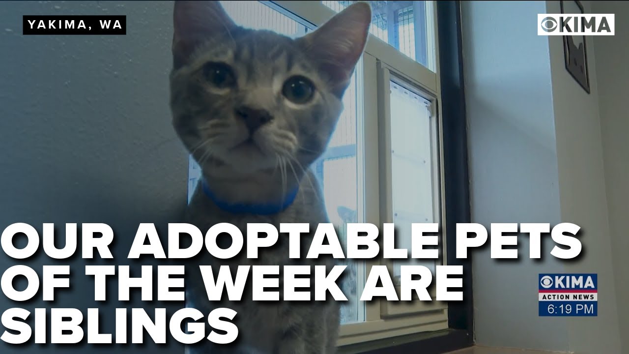 Our Adoptable Pets of the Week are Siblings
