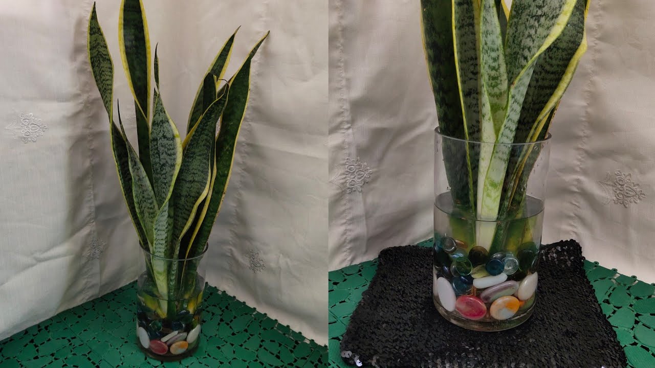 Snake Plants in Water/ Snake Plants Indoor Decoration YouTube