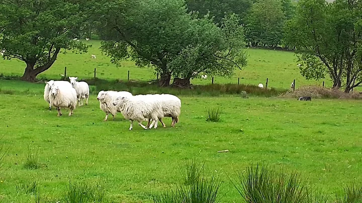 Glynmor William's. Gwyn
