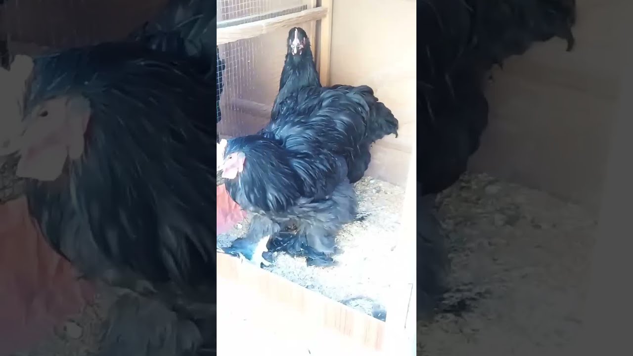 BLACK HEAVY COCHIN EXTREME QUALITY