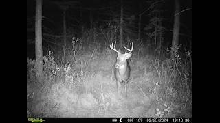 87 Acres of UTV & Whitetail Country | Hunting Land For Sale Langlade County WI