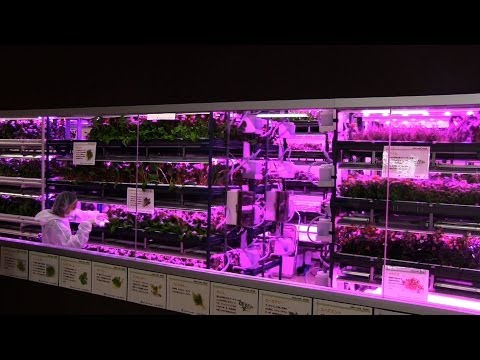 Video: LED Technologies For The Vegetable Garden On The Windowsill