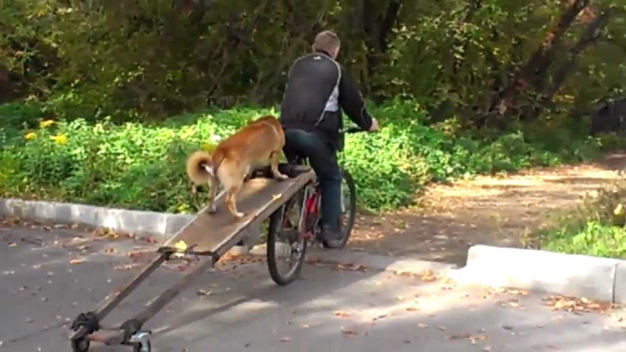 Перевозка собаки - YouTube