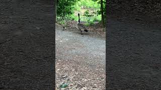 #wildente #wildgänse #wildenatur #wildbirds #goose #ruhe #duck #schwan