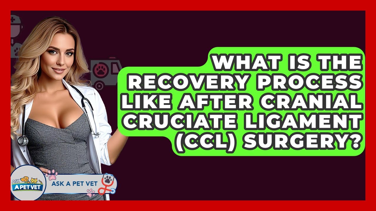 What Is The Recovery Process Like After Cranial Cruciate Ligament (CCL) Surgery? - Ask A Pet Vet