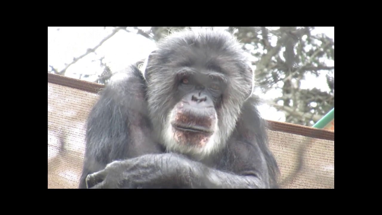 San Francisco Zoo Chimpanzees    Cobby and Qadeer   wk  8 26 19