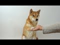 asking for my dog's paw 17 times.. asking for my dog's paw 17 times..