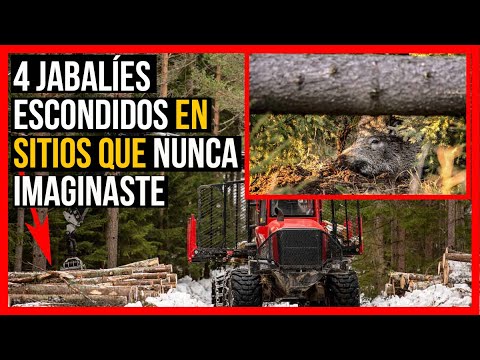 Cuatro jabalíes que se escondieron en los lugares más insospechados