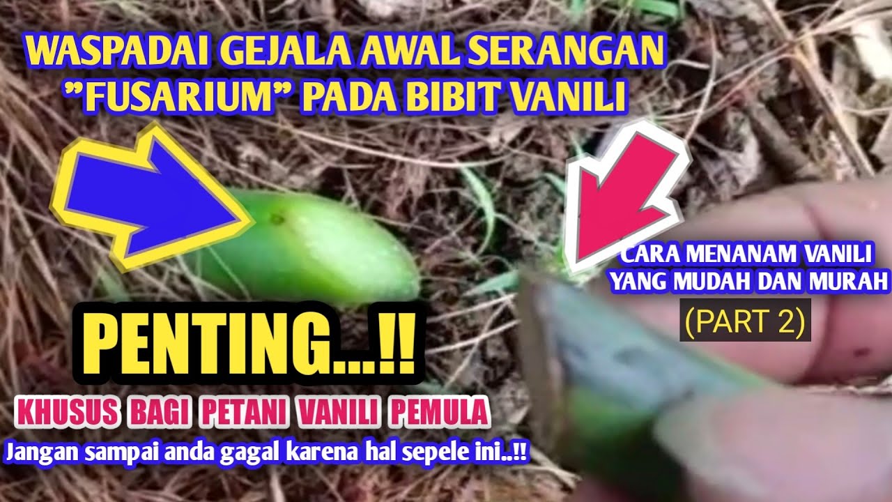 Cara Menanam Vanili Yang Benar (Part 2) 