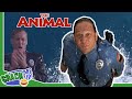 ROB SCHNEIDER becomes a DOLPHIN to save the day | The Animal | Best Scenes