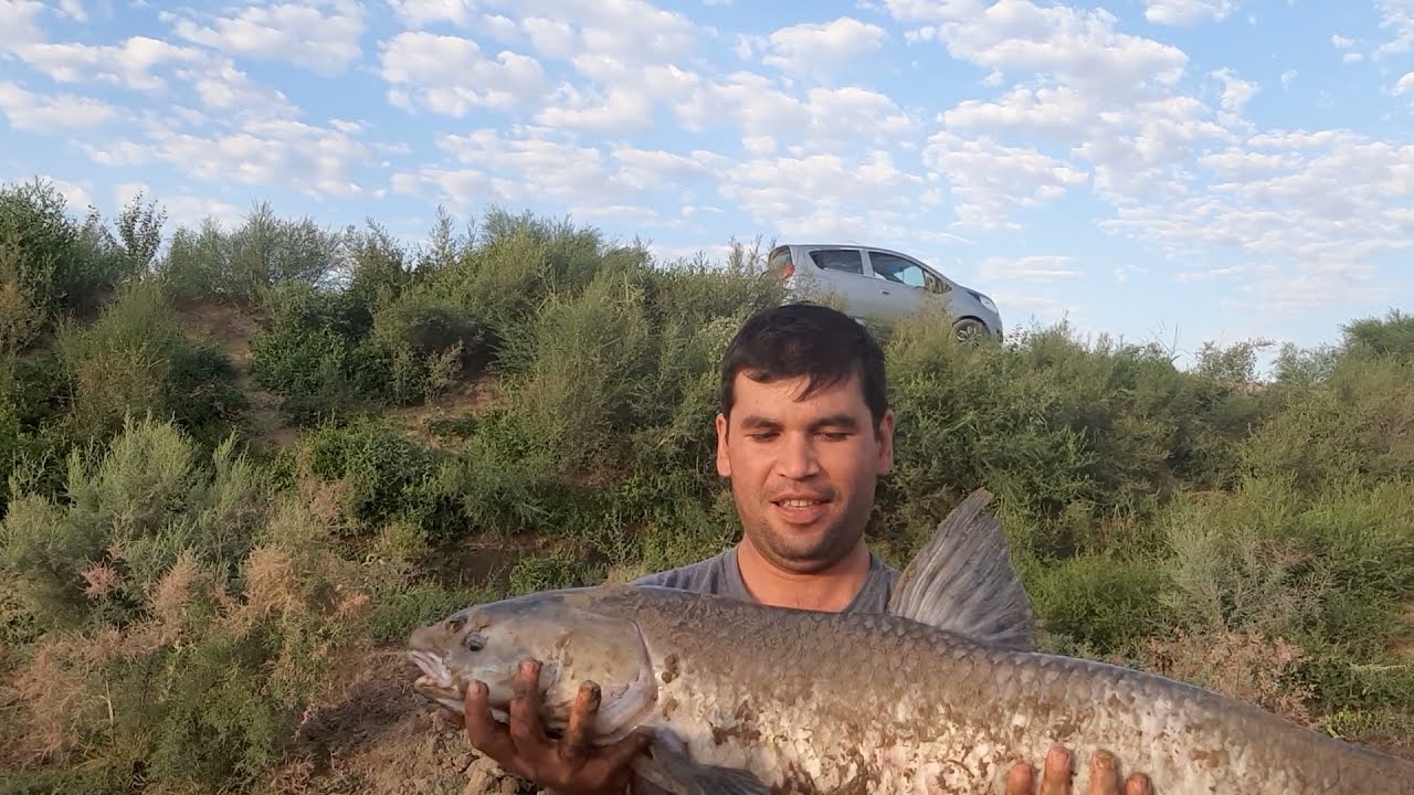 Xorazm Qora uchar katta baliq ovi