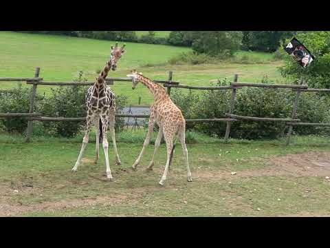 Conflit entre la Girafe de Rothschild et la Girafe du Kordofan - Zoo dAuvergne - France @Maryka46
