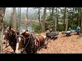NO VEHICLES ALLOWED!! Draft Horses Pulling Canoes into Adirondack Park for a Week Long Hunting Trip!