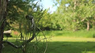 Breezy Backyard  - One Hour Ambience - Relax & Sleep screenshot 2