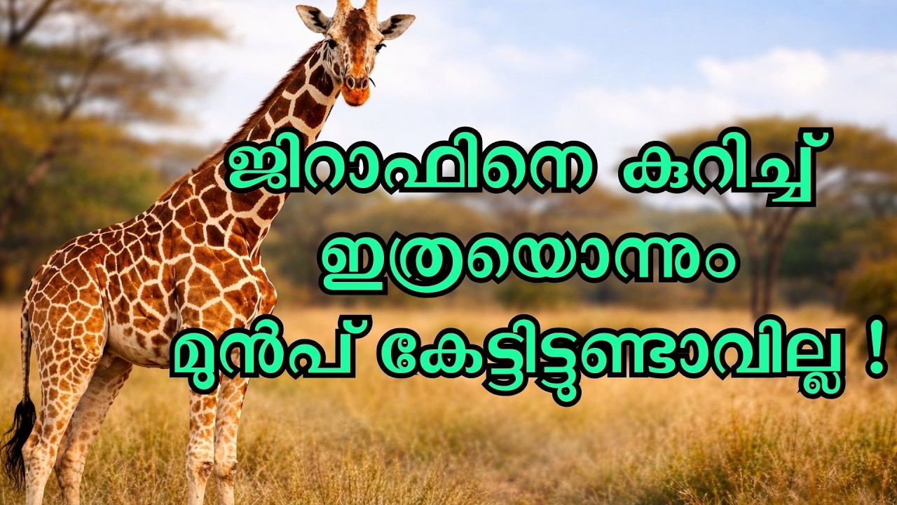 ജിറാഫിനെ കുറിച്ച് ഇത്രയൊന്നും  മുൻപ്  കേട്ടിട്ടുണ്ടാവില്ല