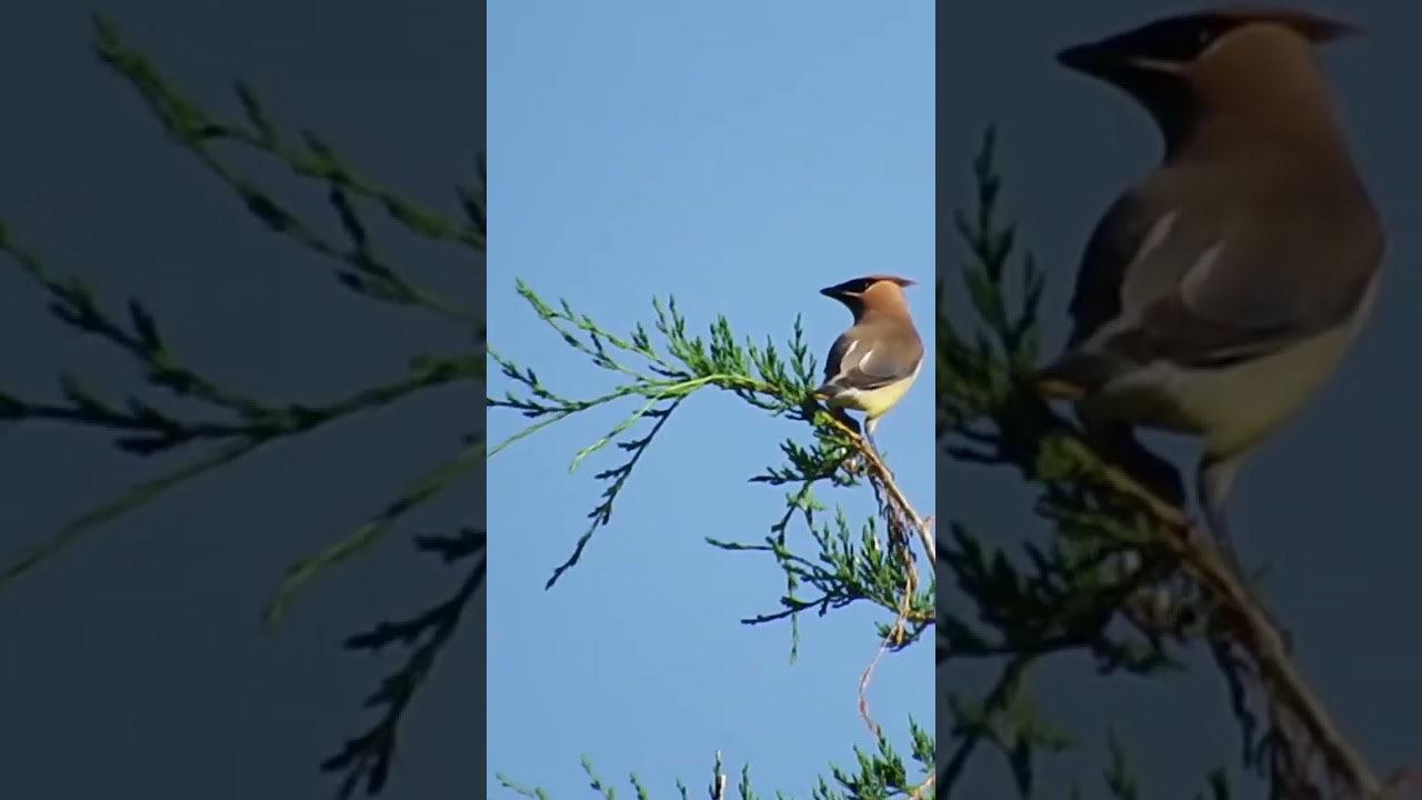 Cedar Waxwing
