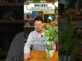 【暑さに強い!】酷暑でも平気な宿根草を3つ紹介!日本の酷暑で生き生きと育ちます!