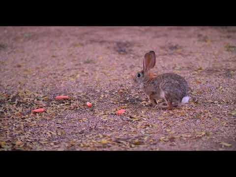 5 Things You Should Be Feeding Wild Rabbits - BirdOculars