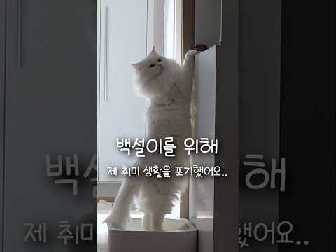 같이 산지 4년이 넘은 고양이 때문에 취미생활을 포기했어요.. thumbnail