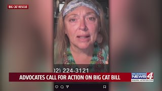 Advocates call for action on Big Cat Bill