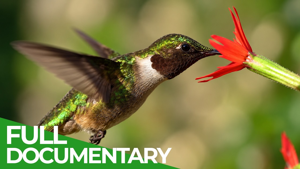 Wild & Wacky: Animal Record Breakers | Free Documentary Nature
