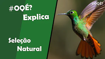 O que é a teoria da seleção natural de Darwin?