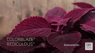 A Collection Of Colorblaze Coleus