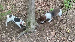 Mousing Among Tree Roots