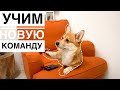 КАК НАУЧИТЬ собаку класть ЛАПУ на разные предметы? ПРОБУЕМ ВМЕСТЕ С ТАФФИ |Дрессировка | КОРГИ