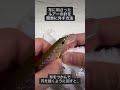 ルアーのフックが驚くほど簡単に外れる方法
