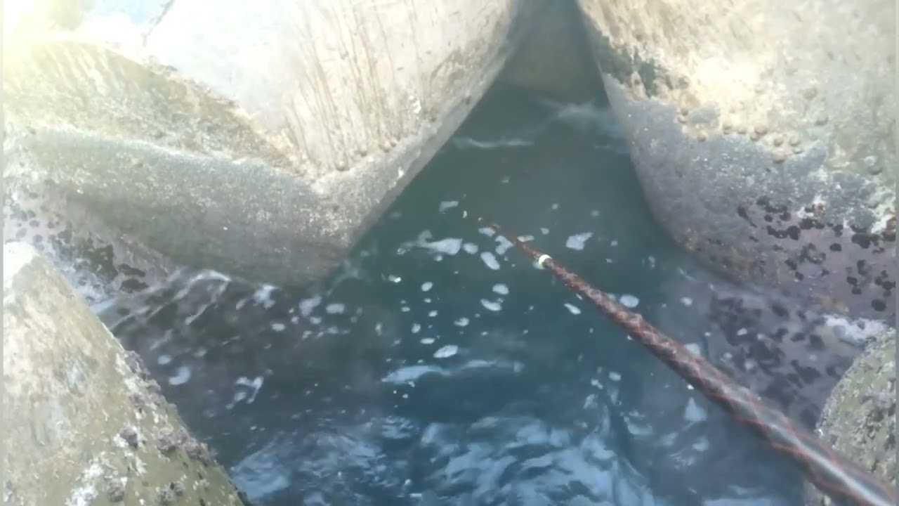 👈طريقة صيد سمك البوري من برك الموت[فيديو تعليمي].. #ماجدحسن_محترفين_صيداسكندريه