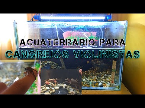 Video: Top 5 Invertebrados para contratar para su equipo de limpieza de agua dulce