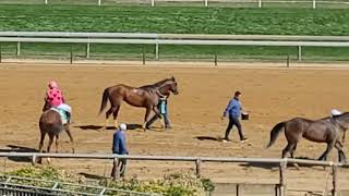 Aqueduct Race Track visit - The Big A #horse #horseriding #viral #horseracing #horsetrack #newyork 