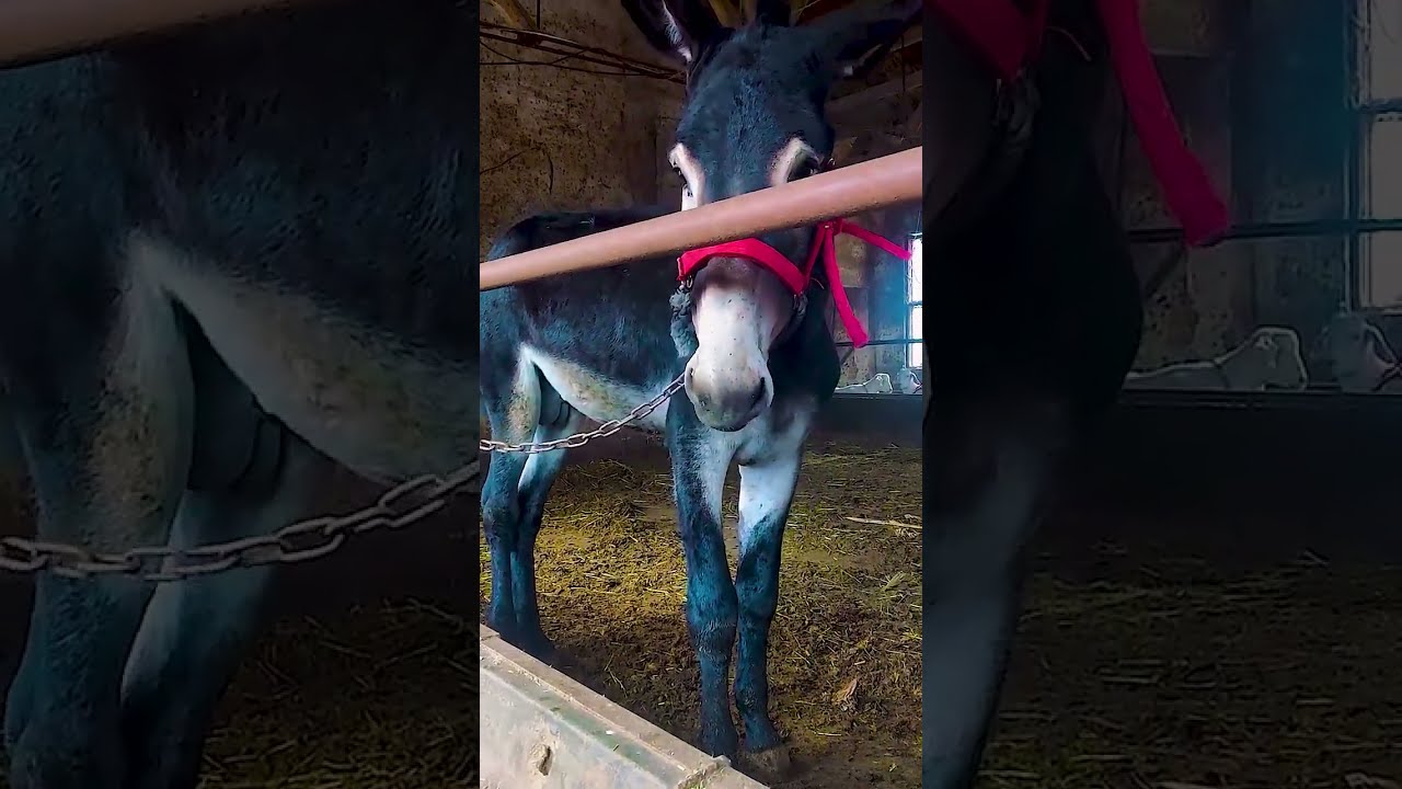 Donkeys Live Among And Horses 68