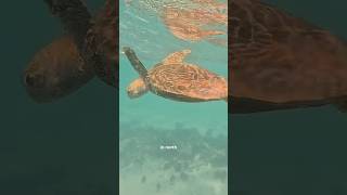 Amazing Beach Holiday For Snorkelling And Swimming With Whale Sharks