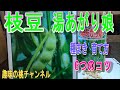 【枝豆 湯あがり娘】 種まき 育て方 6つのコツ 24/5/5