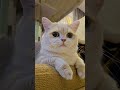 sarang