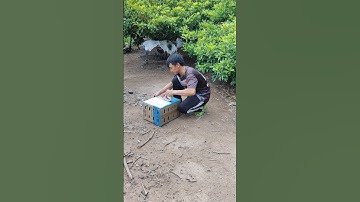 lên đường phục vụ ae đam mê🐓 #thứcgàrừng86 #gàrừngtaitrắng #gàrừngrặc