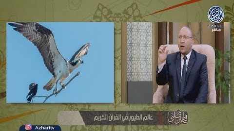 تحدث القرآن الكريم عن الطير في أُطُرٍ وأغراض متعددة، ف، ذكرها كآية من آيات الله تعالى 🦜📖